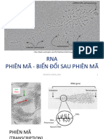 RNA Phiên Mã - Biến Đổi Sau Phiên Mã: 1 BIO10012-HCMUS - 2024