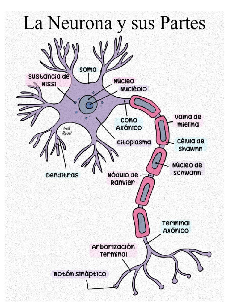 La Neurona y Sus Partes Afiche | PDF