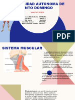 Sistema Muscular Guia Positiva