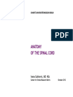 1.5 Overall Anatomy of The Spinal Cord