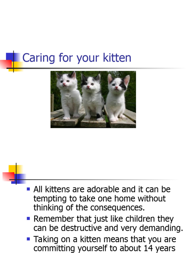 Lecture 14 (Caring For Your Kitten) | Download Free PDF | Cats | Kitten