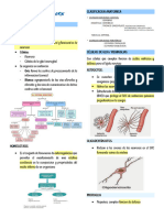 Sistema Nervioso PDF