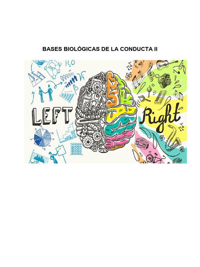 Bases Biologicas de La Conducta II Apuntes | PDF | Cerebro | Sistema ...