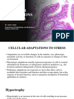Cellular Adaptation To Stress