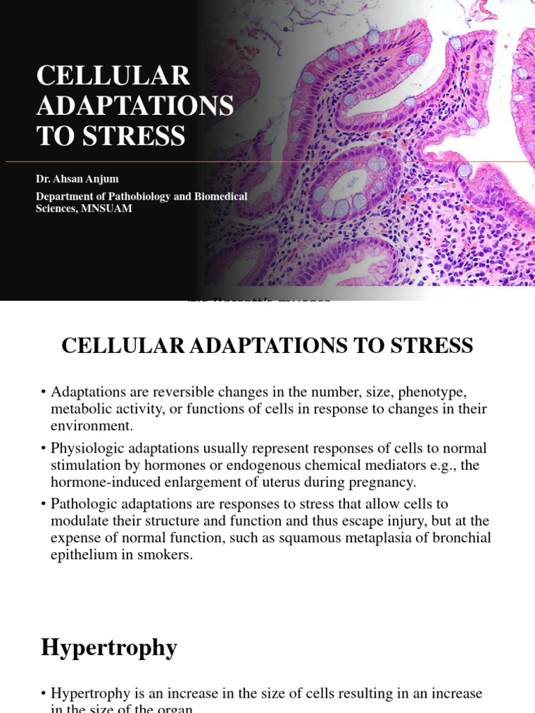 Cellular Adaptation To Stress | PDF | Epithelium | Anatomy