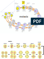 Meiosis y Gametogenesis