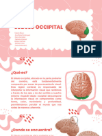 Lóbulo Occipital