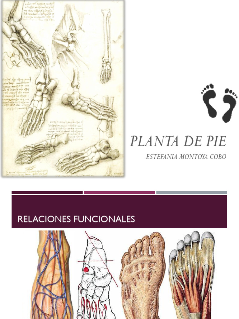 Planta de Pie | PDF | Pie | Sistema esquelético