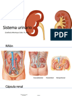 Sistema Urinario Compl