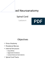 5.spinal Cord