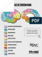 Cerebro Anatómico
