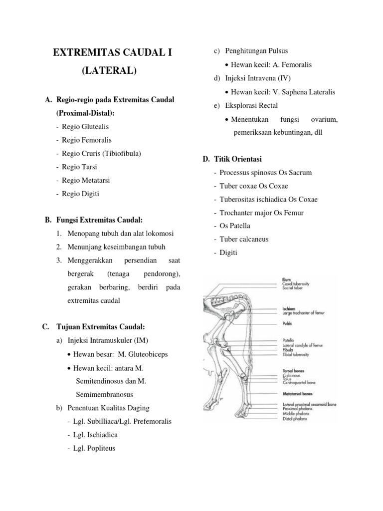 Anatomi Extremitas Caudal Hewan | PDF | Ilmu Sosial