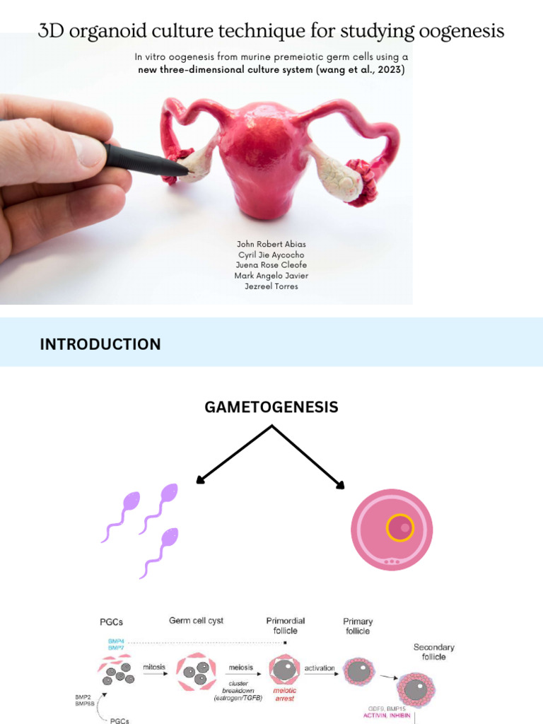 PPT Group 6 Lab 3D Organoid Culture Technique for Studying Oogenesis ...