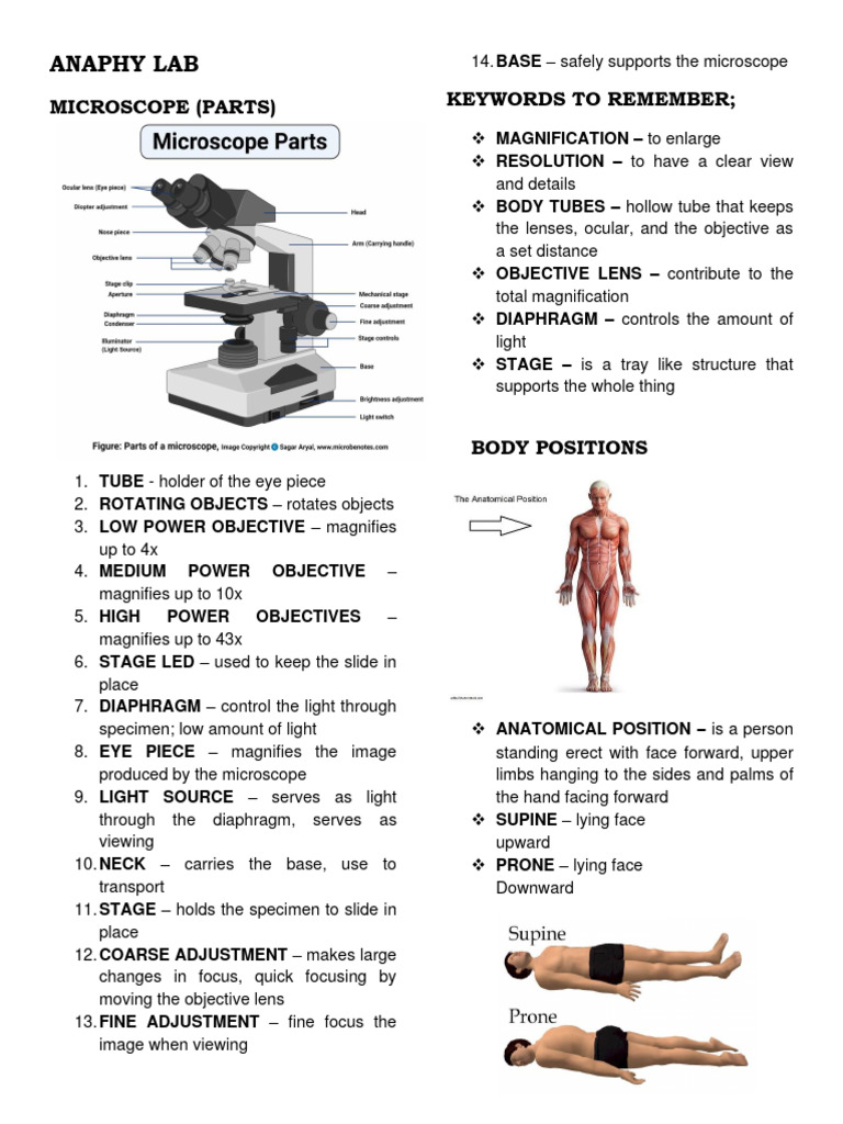 Anatomy Lab: Microscope & Body Systems | PDF | Abdomen | Skin