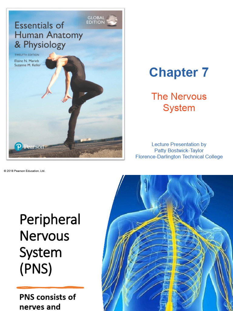 Overview of the Peripheral Nervous System | PDF | Autonomic Nervous ...
