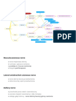 Brachial Plexus