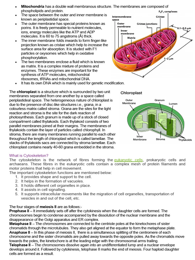 Mitochondria Has A Double Wall Membranous Structure | PDF | Meiosis ...