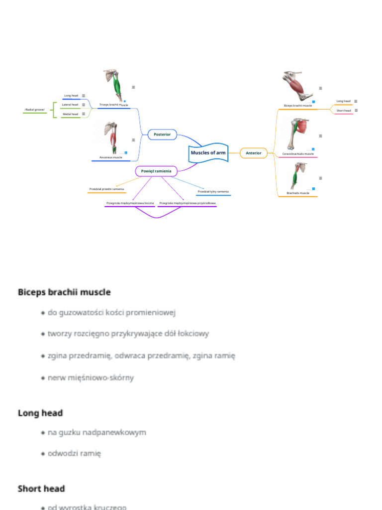 Muscles of Arm | PDF
