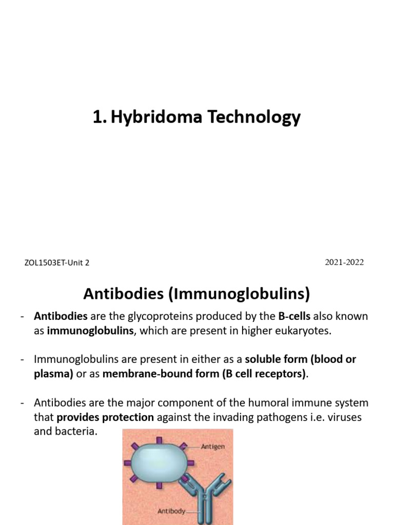 1 Hybridoma Technology | Download Free PDF | Antibody | Monoclonal Antibody
