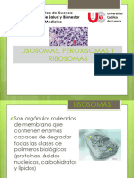 Lisosomas, Peroxisomas y Ribosomas