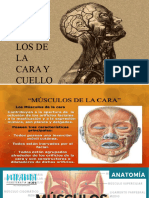 Músculos Cara y Cuello