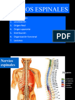 Nervios Espinales