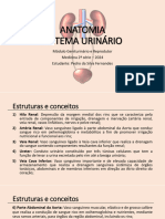 Anatomia Sistema Urinário