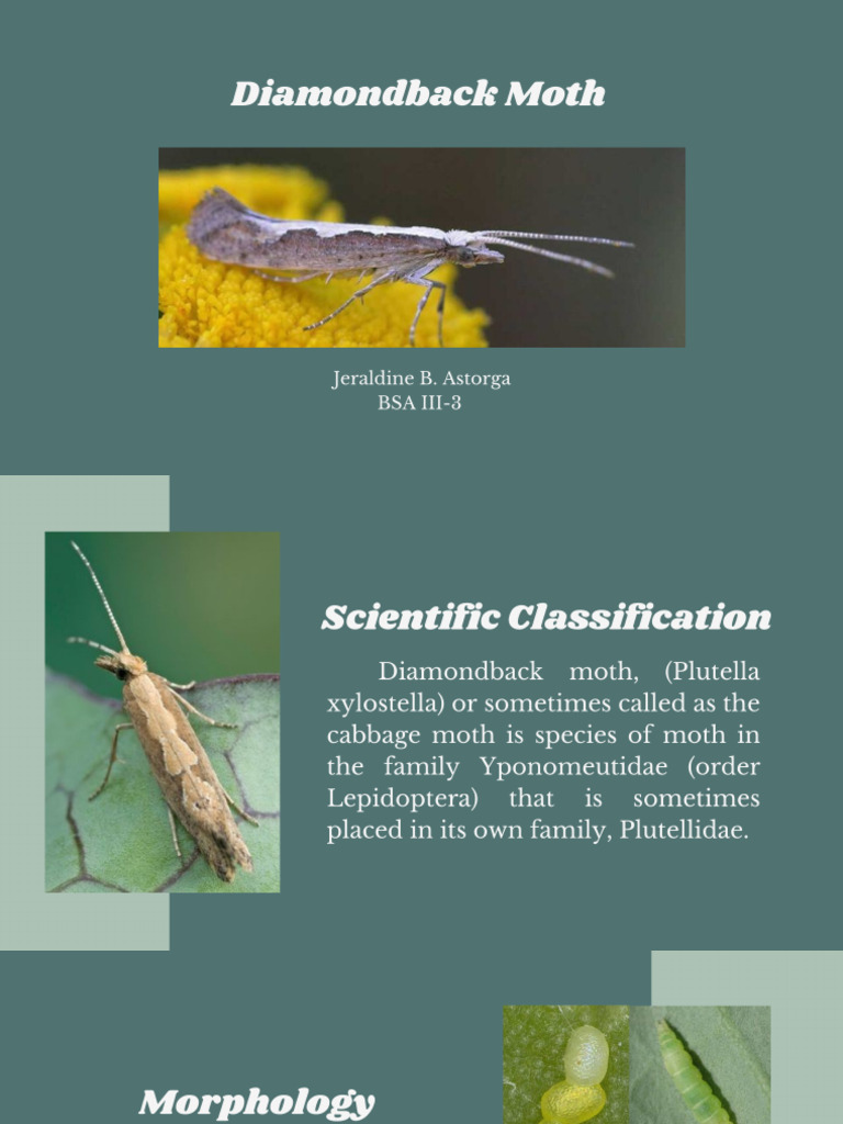 Diamond Back Moth As A Pest in Agriculture | PDF