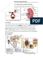 Cours 6 HISTOLOGIE DE LAPPAREIL URINAIRE