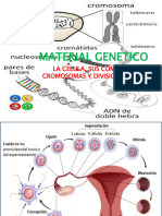 Tema 4 REPRODUCCION CELULAR Y VARIACION GENETICA