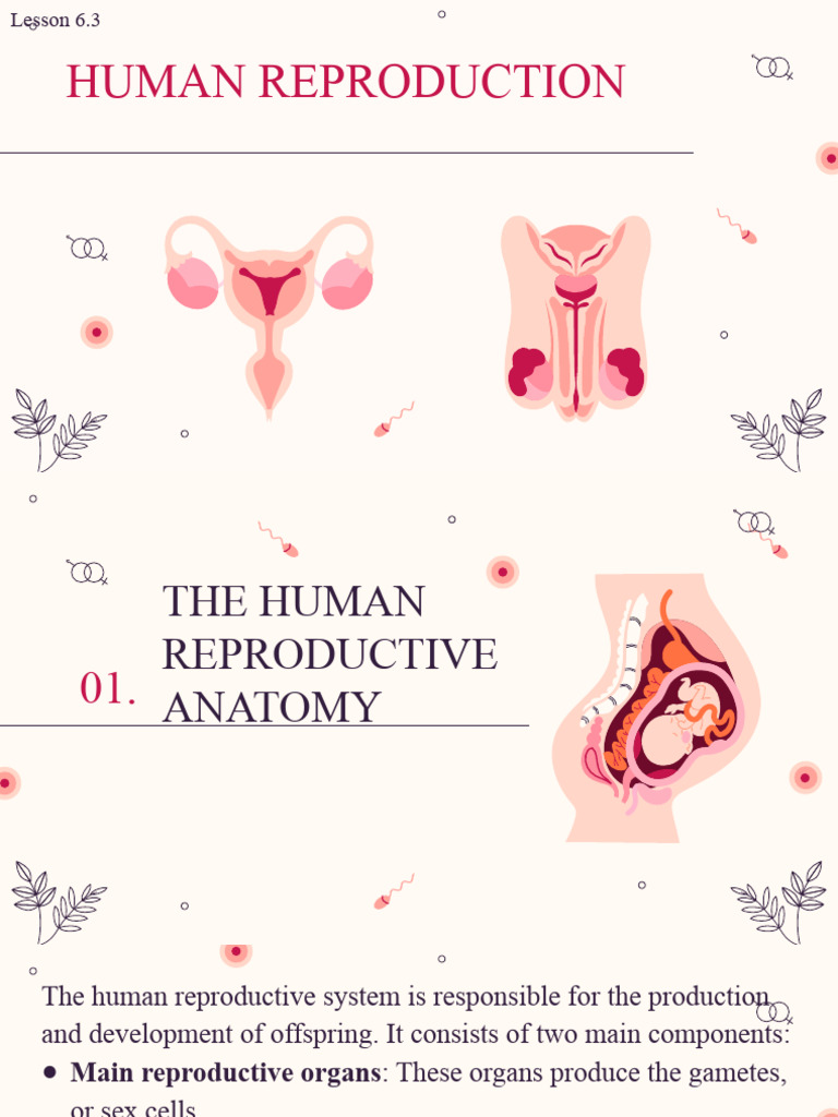 Human Reproductive Anatomy Overview | PDF | Menstrual Cycle ...