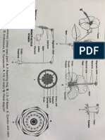 CH - Morphology