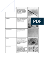 Eukaryotic Cell Structures