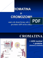 Cromatina Cromozomi