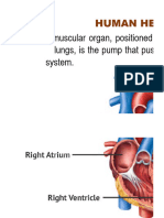 Human Heart