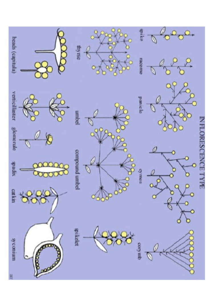 Inflorescence Type | PDF