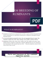 Perform Breeding of Ruminants