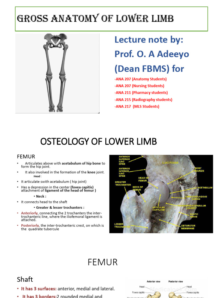 Prof O Adeeyo Lower Limbs Pdf Human Leg Human Anatomy