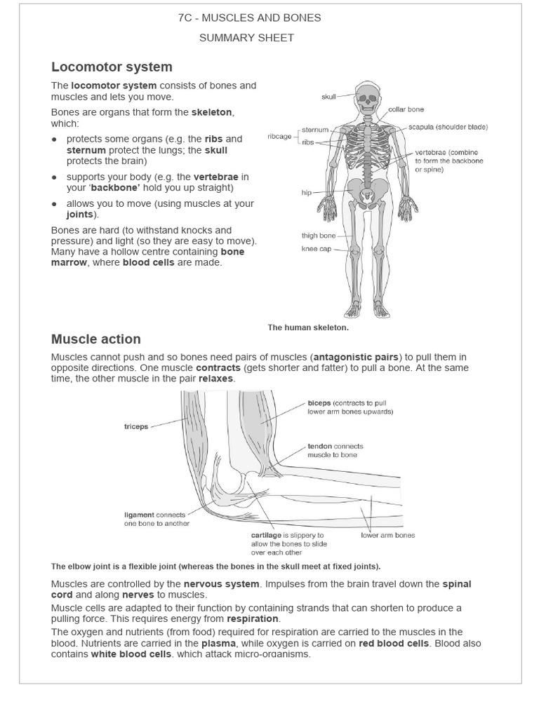 Muscles and bones summary sheet pdf lung heart