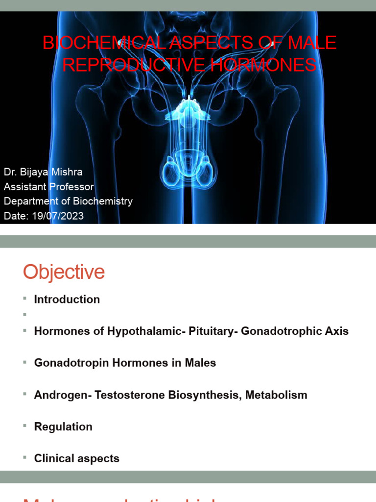 Male Reproductive Hormones | PDF | Androgen | Luteinizing Hormone