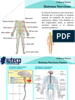 Seminario 2. Neuroanatomia - Revision