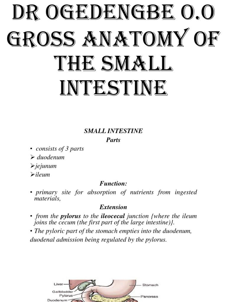 Anatomy and Function of the Small Intestine | PDF | Small Intestine ...