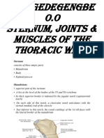 Sternum, Joints Muscles of The Thoracic Wall