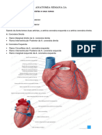 Anatomia Coração