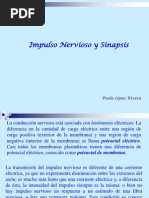Impulso Nervioso y Sinapsis Explicados | PDF | Potencial de acción ...