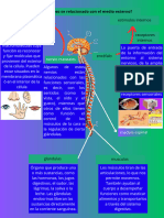 ¿Como El Sistema Nervioso Se Relacionado Con El Medio Externo