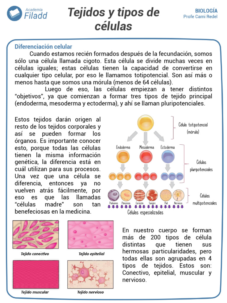 Diferenciación y Tipos de Células | PDF | Biología Celular) | Zoología