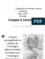 Coupes Anatomiques Membres