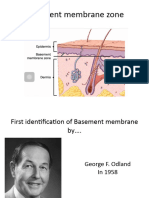 Basement Membrane Zone