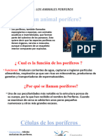 Animales Porifericos Modificado